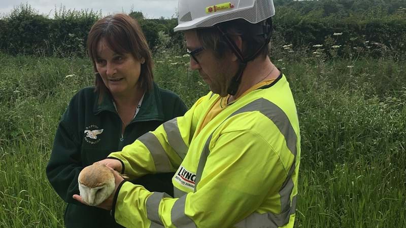 Owl rescue highlights environmental commitment on Britain’s biggest roads project
