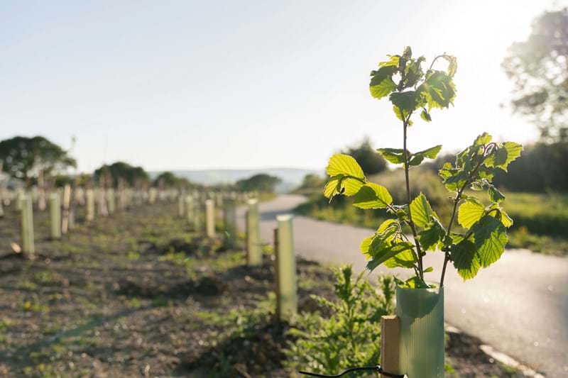 More than 3,000 new trees have been planted along our scheme