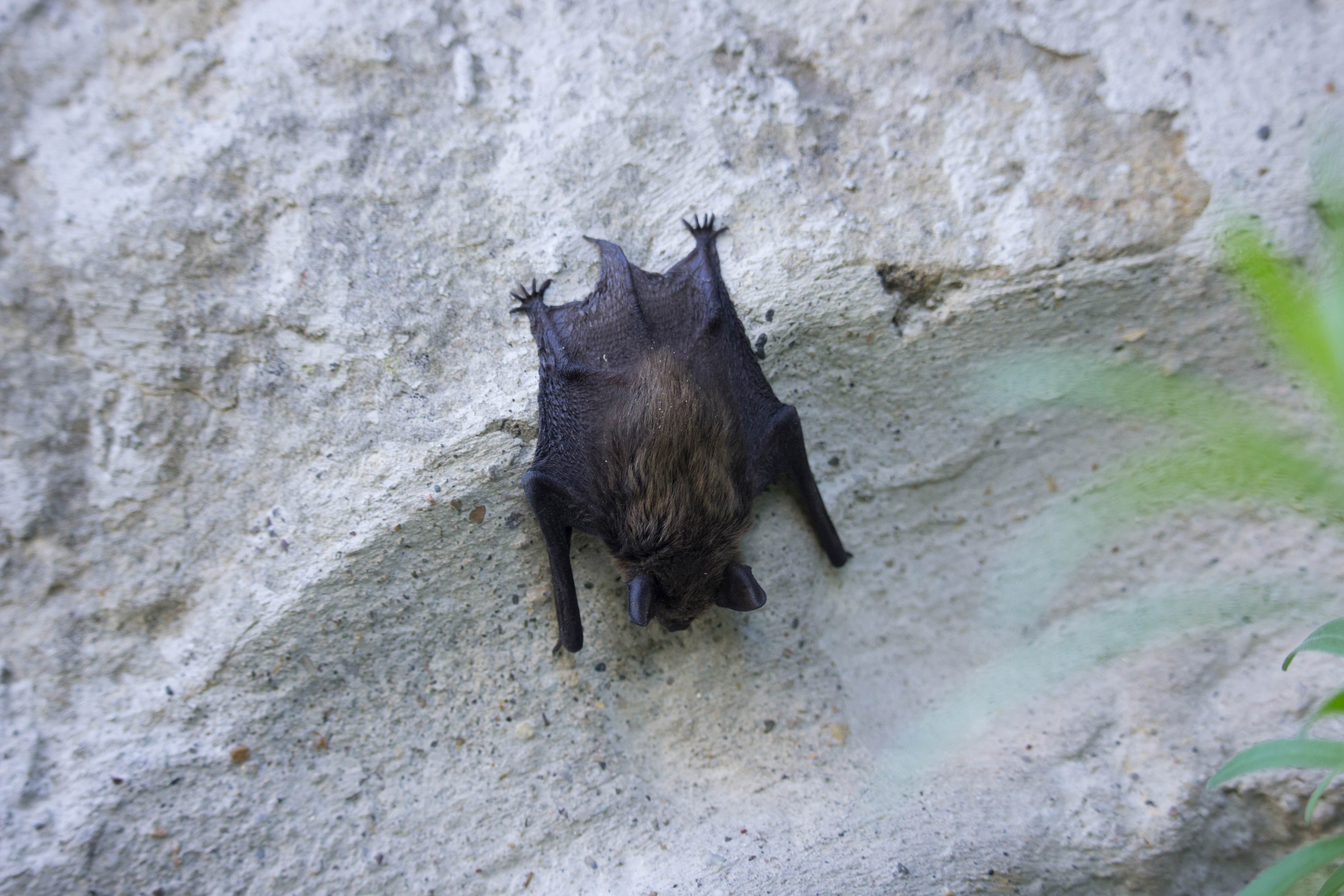 barbastelle bat